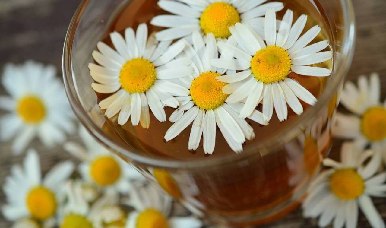 Zdravilo za glavobole je kamilični čaj!